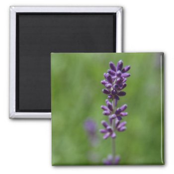 Sage Magnet by pulsDesign at Zazzle