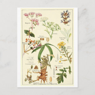 Sage Picture Mail Card Recipe