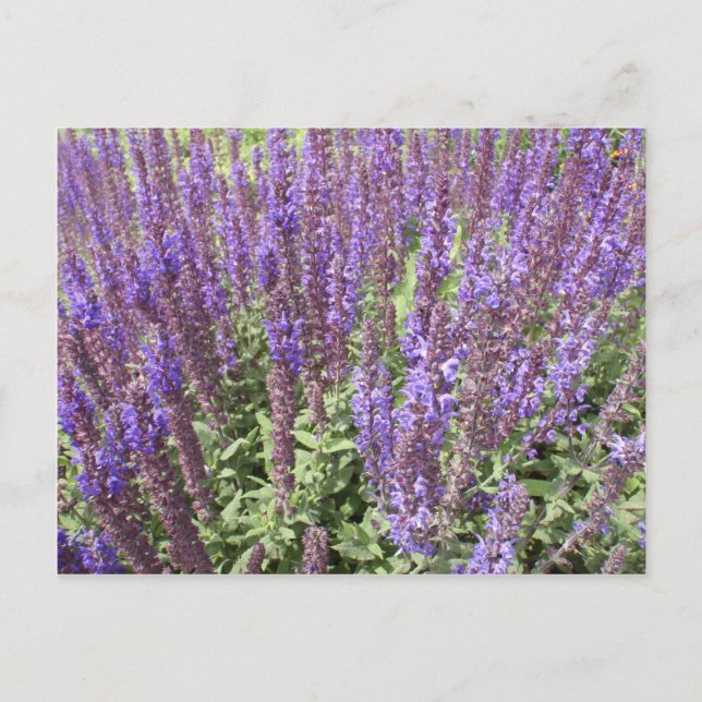 Sage Salvia Nemorosa Ostfriesland Postcard (Front)