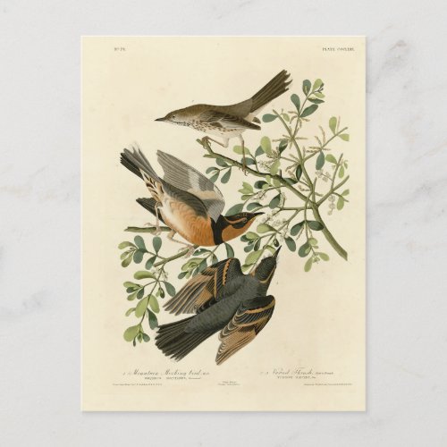 Sage Thrasher and Varied Thrush Audubons Birds Postcard