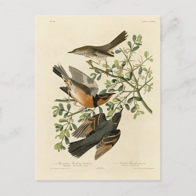 Sage Thrasher and Varied Thrush, Audubon's Birds Postcard (Front)