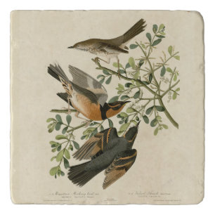 Sage Thrasher and Varied Thrush, Audubon's Birds Trivet