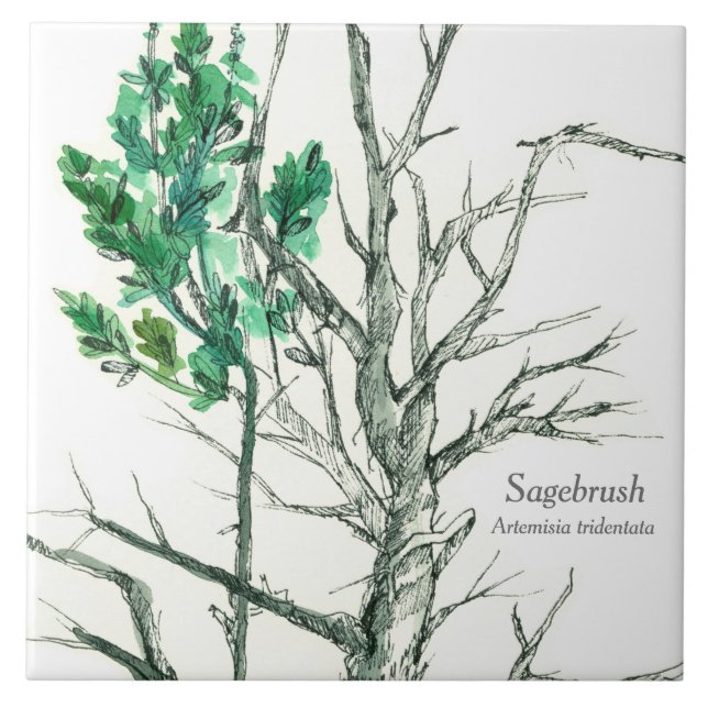 Sagebrush Botanical Plant Pen and Ink Drawing Ceramic Tile (Front)