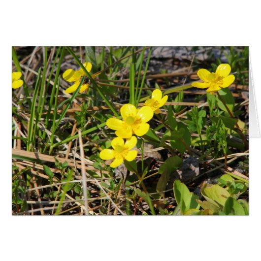 Sagebrush Buttercup (Front Horizontal)