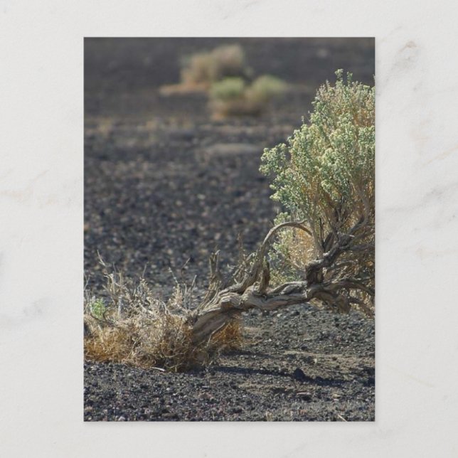 Sagebrush Desert Postcard (Front)
