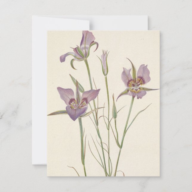 Sagebrush Mariposa by Mary Vaux Walcott Note Card (Front)