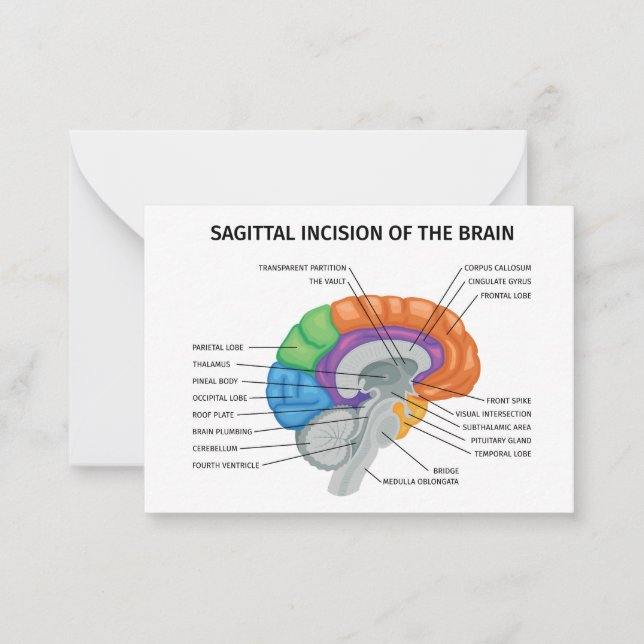  Sagittal Incision of the brain  Note Card (Front)