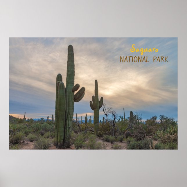 Saguaro at Sunset Poster (Front)