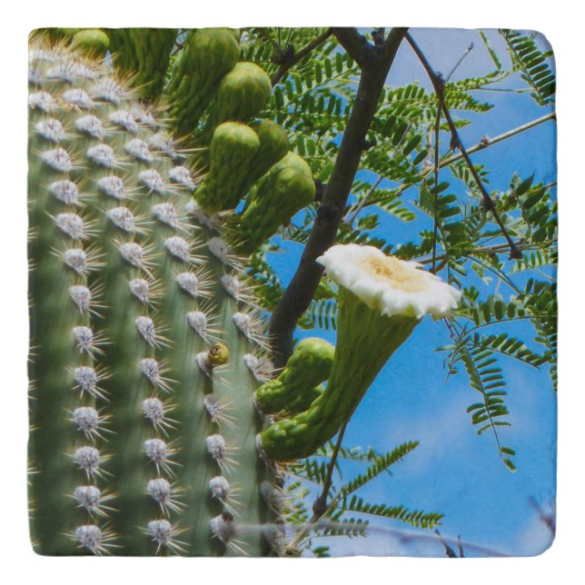 Saguaro Blossom and Mesquite Trivet (Front)