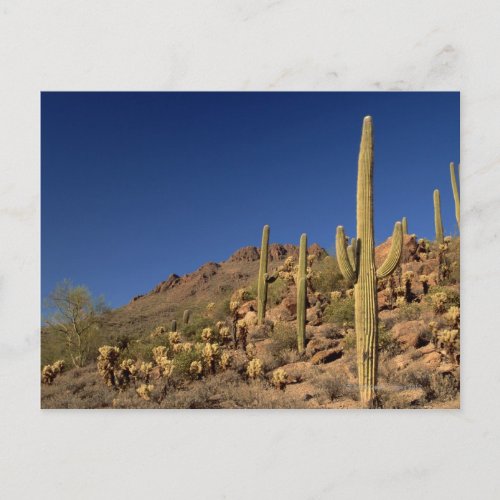 Saguaro cacti and Tucson Mountains Tucson Postcard