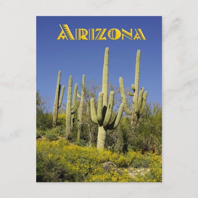 Saguaro cacti and yellow wildflowers, Arizona Postcard (Front)