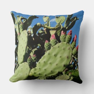 Saguaro Cacti, Cactus Plants 