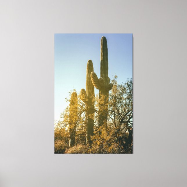 Saguaro Cacti Canvas Print (Front)
