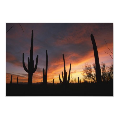 saguaro cacti Carnegiea gigantea after Photo Print