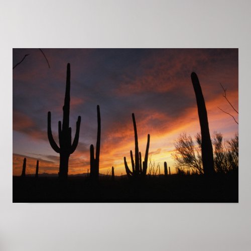 saguaro cacti Carnegiea gigantea after Poster