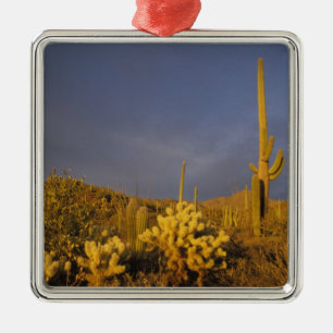 saguaro cacti, Carnegiea gigantea, and teddy Metal Ornament