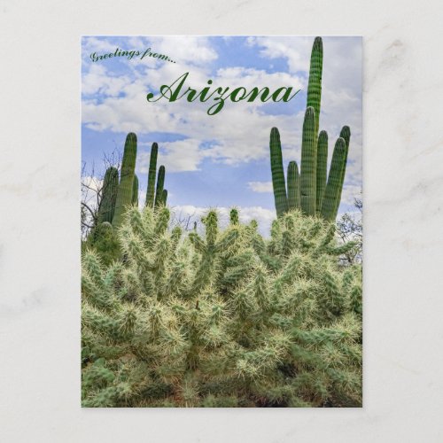 Saguaro Cacti in Tucson Arizona Postcard