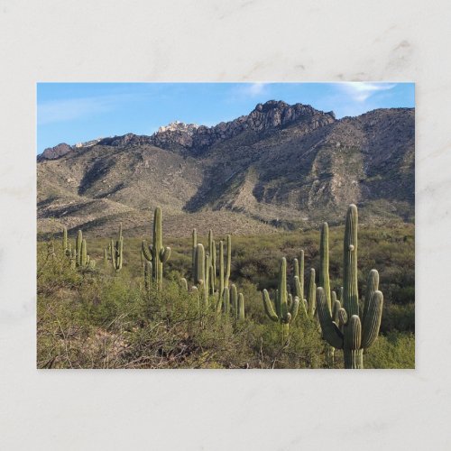 Saguaro Cactus and Catalina Mountains Tucson AZ Postcard