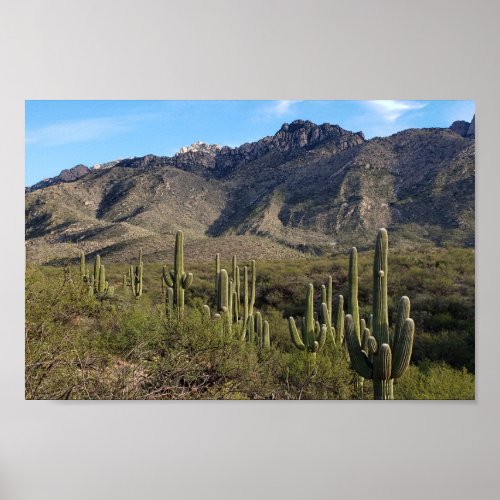 Saguaro Cactus and Catalina Mountains Tucson AZ Poster