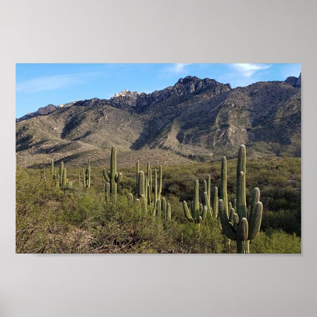 Saguaro Cactus and Catalina Mountains, Tucson AZ Poster (Front)