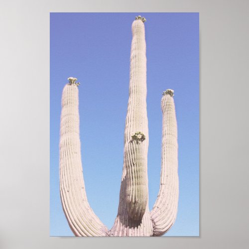Saguaro Cactus Arizona Photo Poster