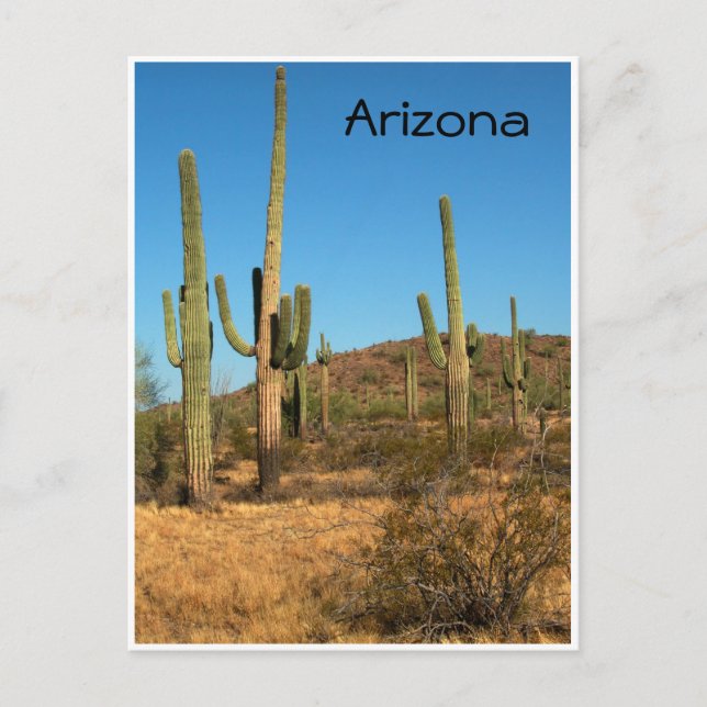 Saguaro cactus, Arizona - postcard (Front)