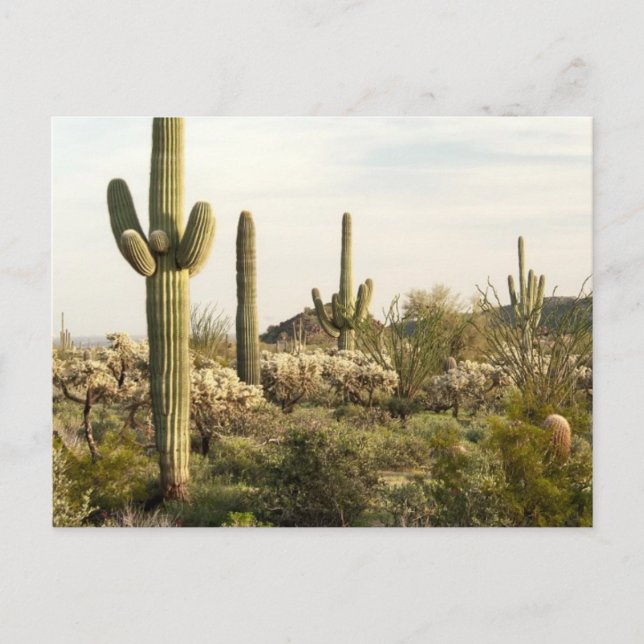Saguaro Cactus, Arizona,USA Postcard (Front)