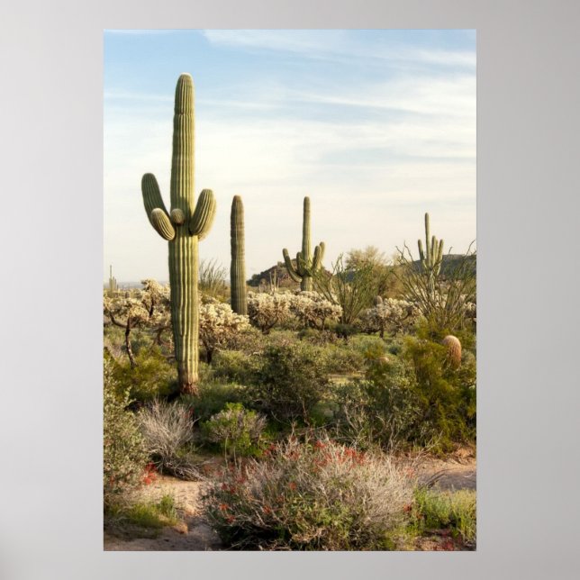 Saguaro Cactus, Arizona, USA Poster (Front)