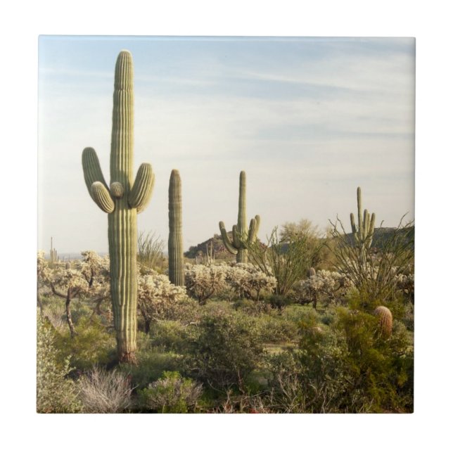 Saguaro Cactus, Arizona,USA Tile (Front)