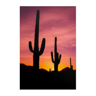 Saguaro cactus at sunrise, Arizona Acrylic Print
