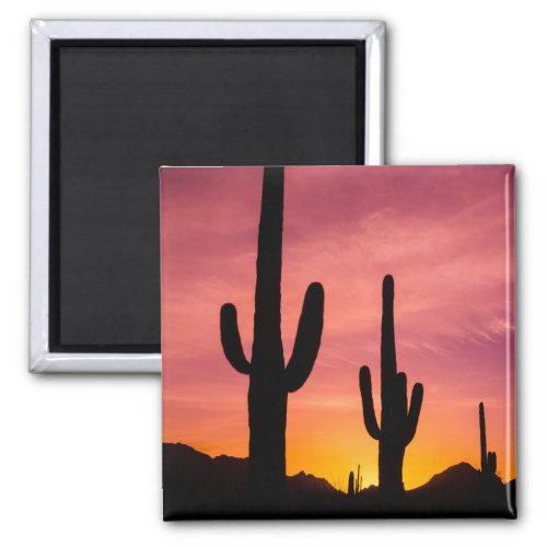 Saguaro cactus at sunrise Arizona Magnet