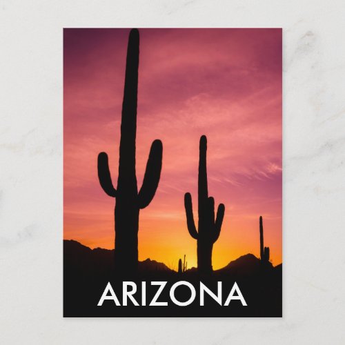 Saguaro cactus at sunrise Arizona Postcard