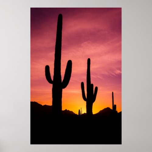 Saguaro cactus at sunrise Arizona Poster