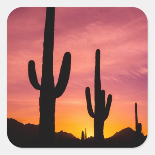 Saguaro cactus at sunrise Arizona Square Sticker