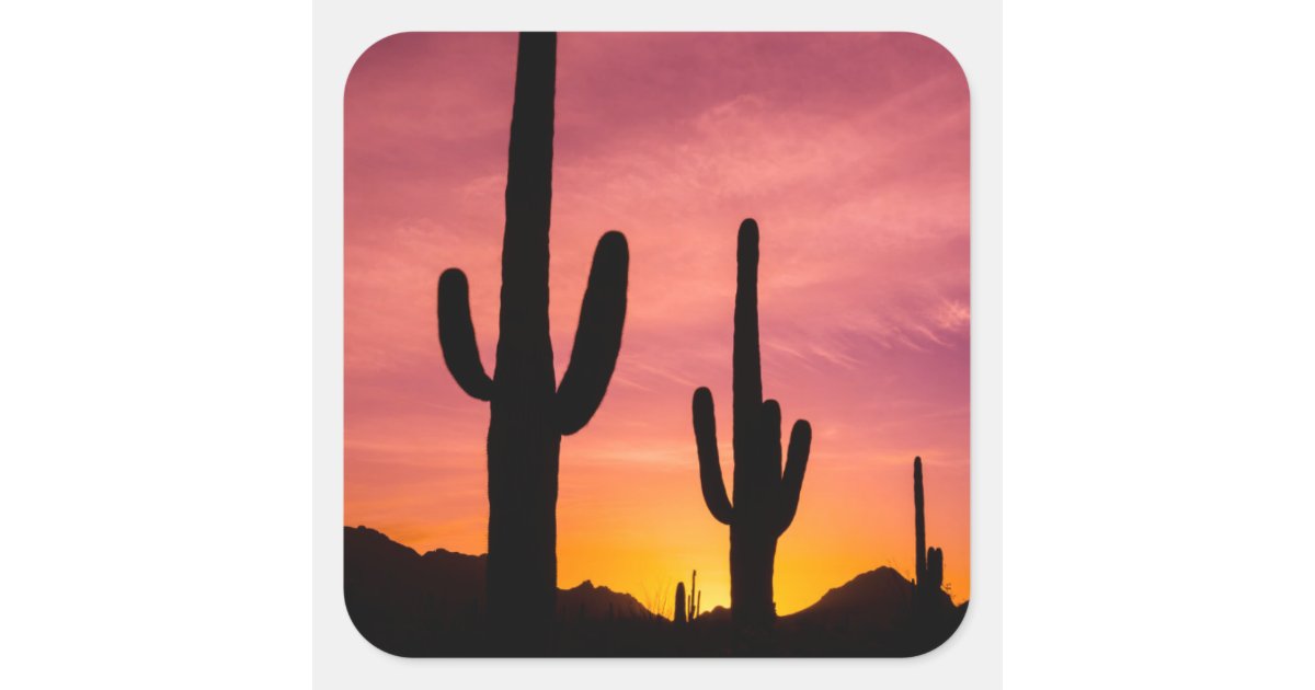 Saguaro cactus at sunrise, Arizona Square Sticker | Zazzle