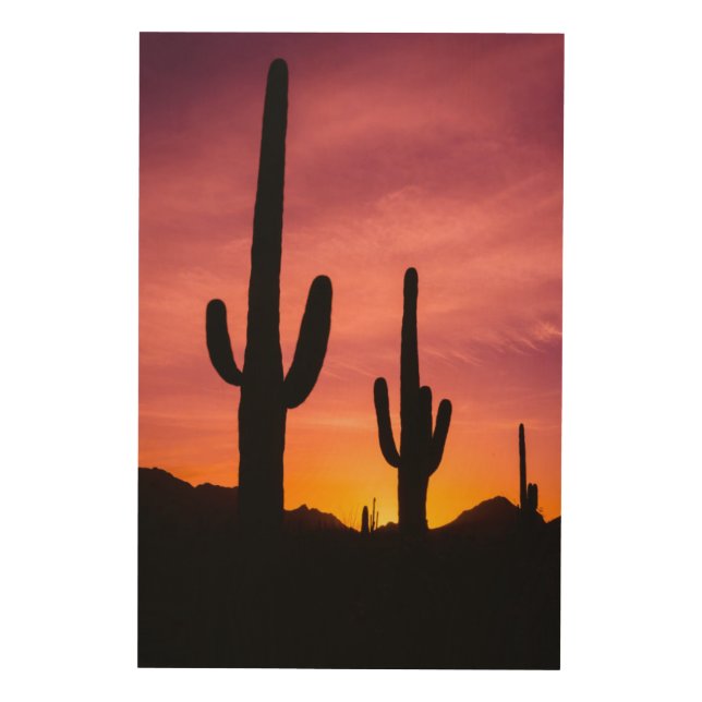 Saguaro cactus at sunrise, Arizona Wood Wall Art (Front)