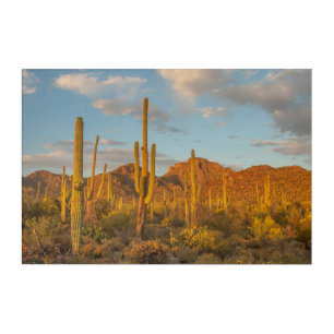 Saguaro cactus at sunset, Arizona Acrylic Print