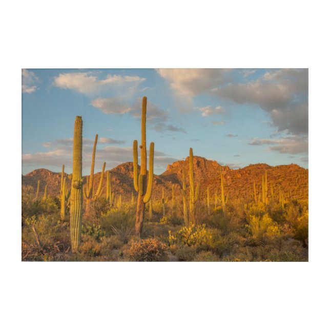 Saguaro cactus at sunset, Arizona Acrylic Print (Front)
