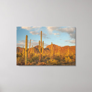 Saguaro cactus at sunset, Arizona Canvas Print