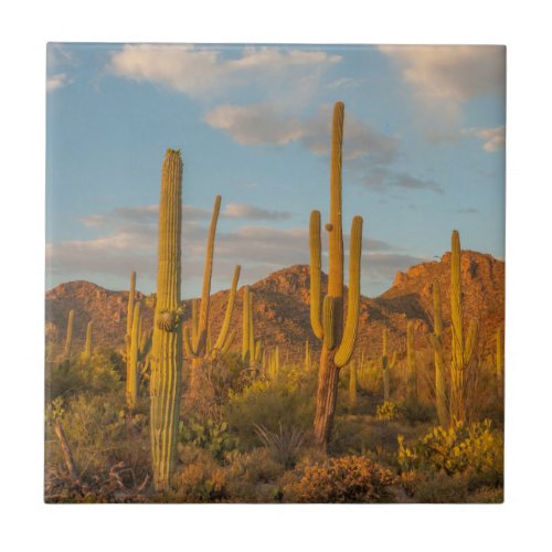 Saguaro cactus at sunset Arizona Ceramic Tile