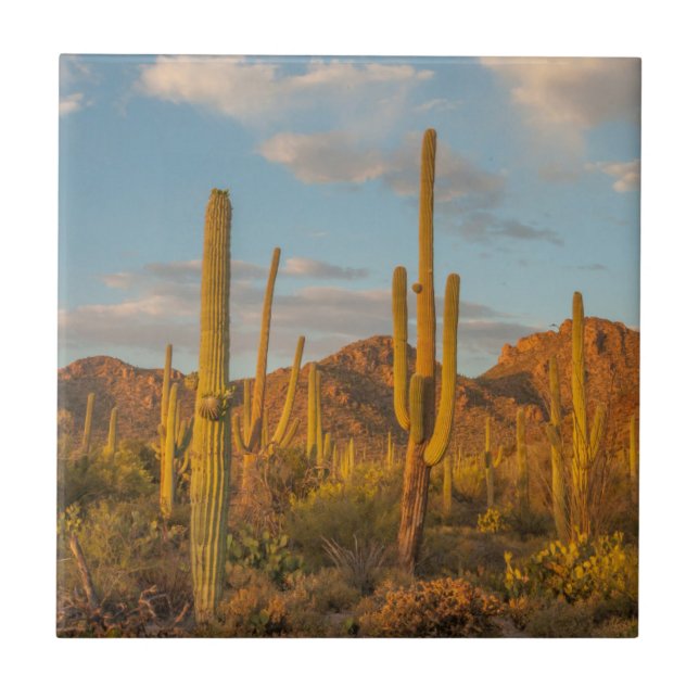 Saguaro cactus at sunset, Arizona Ceramic Tile (Front)