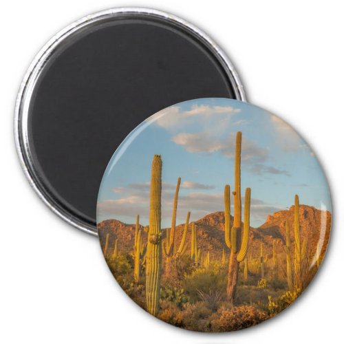 Saguaro cactus at sunset Arizona Magnet