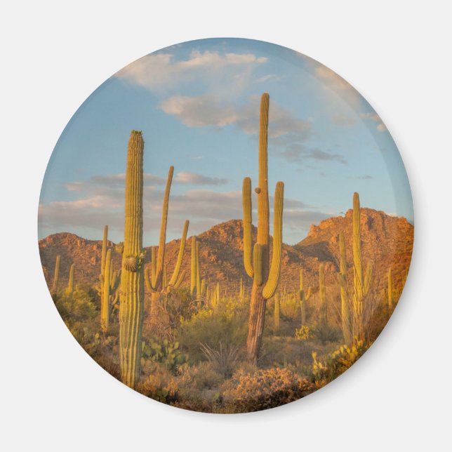 Saguaro cactus at sunset, Arizona Magnet (Front)