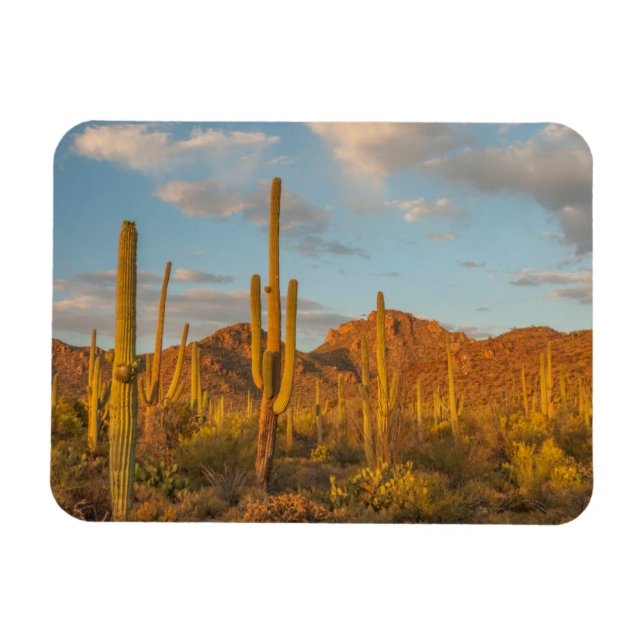Saguaro cactus at sunset, Arizona Magnet (Horizontal)