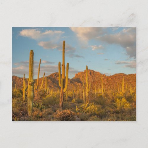 Saguaro cactus at sunset Arizona Postcard