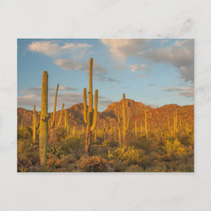 Saguaro cactus at sunset, Arizona Postcard