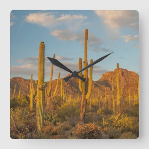 Saguaro cactus at sunset Arizona Square Wall Clock