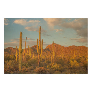 Saguaro cactus at sunset, Arizona Wood Wall Art