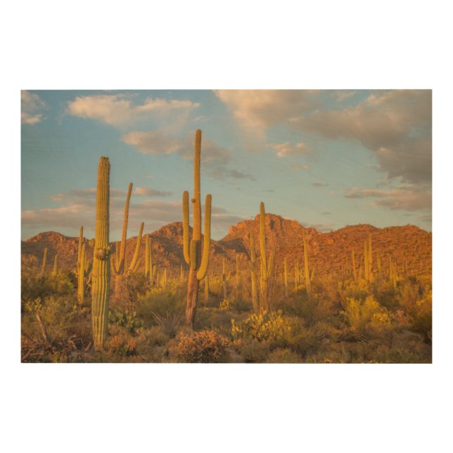 Saguaro cactus at sunset, Arizona Wood Wall Art (Front)