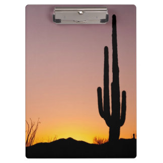 Saguaro Cactus at Sunset Clipboard